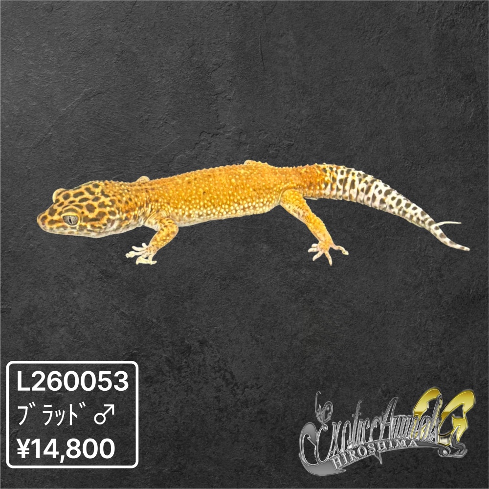 ヒョウモントカゲモドキ 【L260053】ブラッド