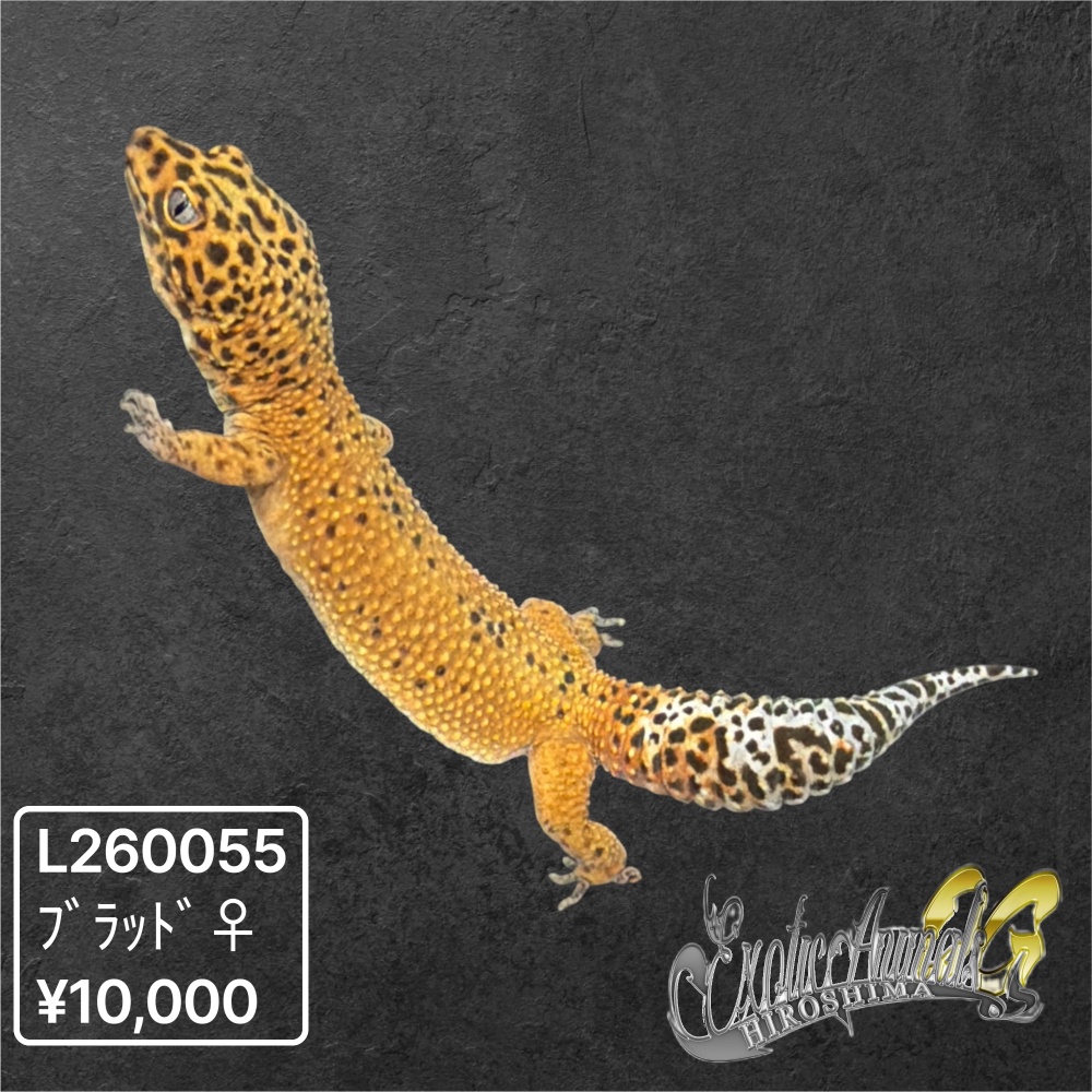 ヒョウモントカゲモドキ 【L260055】ブラッド