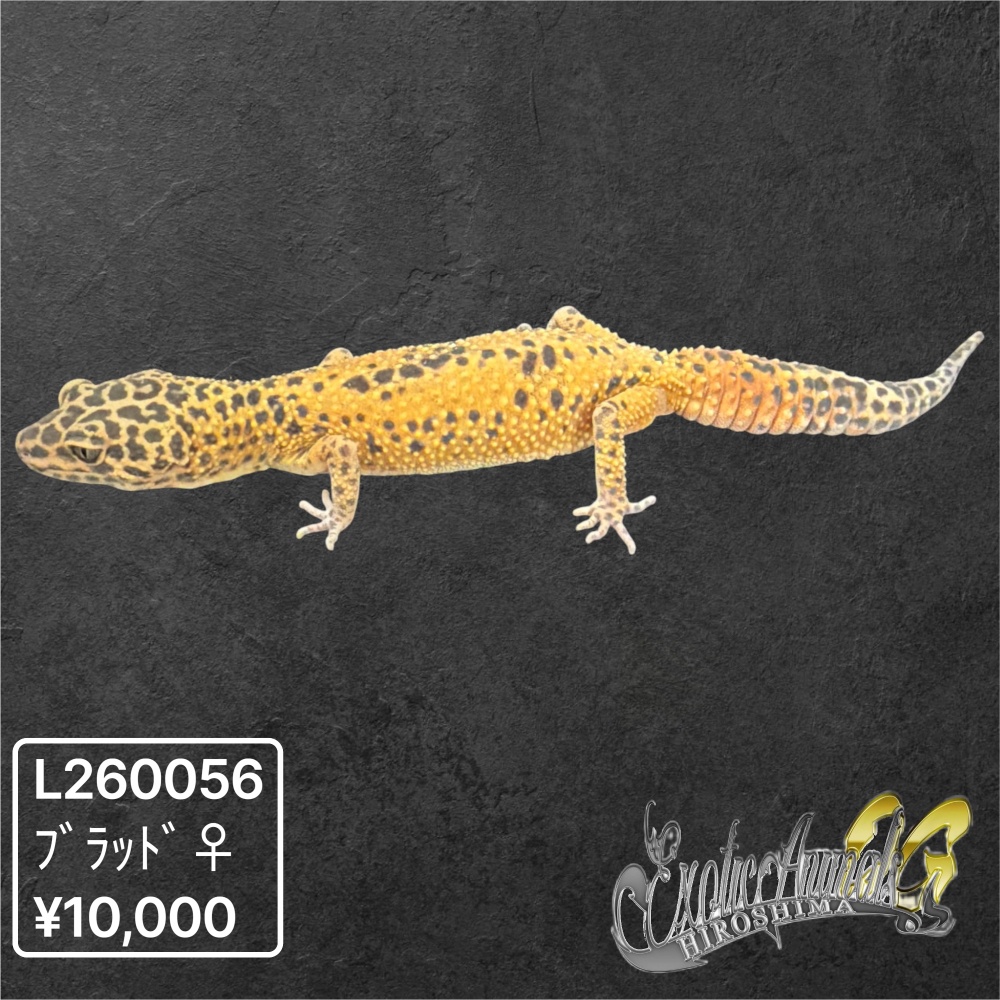 ヒョウモントカゲモドキ 【L260056】ブラッド