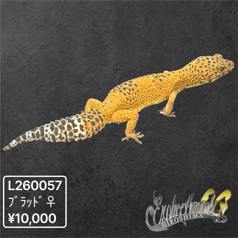 ヒョウモントカゲモドキ 【L260057】ブラッド