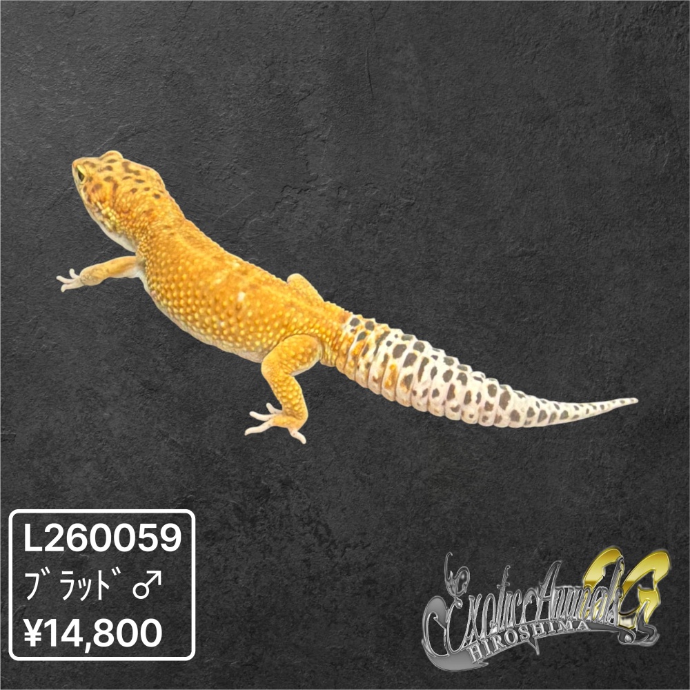 ヒョウモントカゲモドキ 【L260059】ブラッド