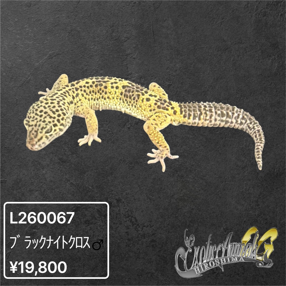 ヒョウモントカゲモドキ 【L260067】ブラックナイトクロス