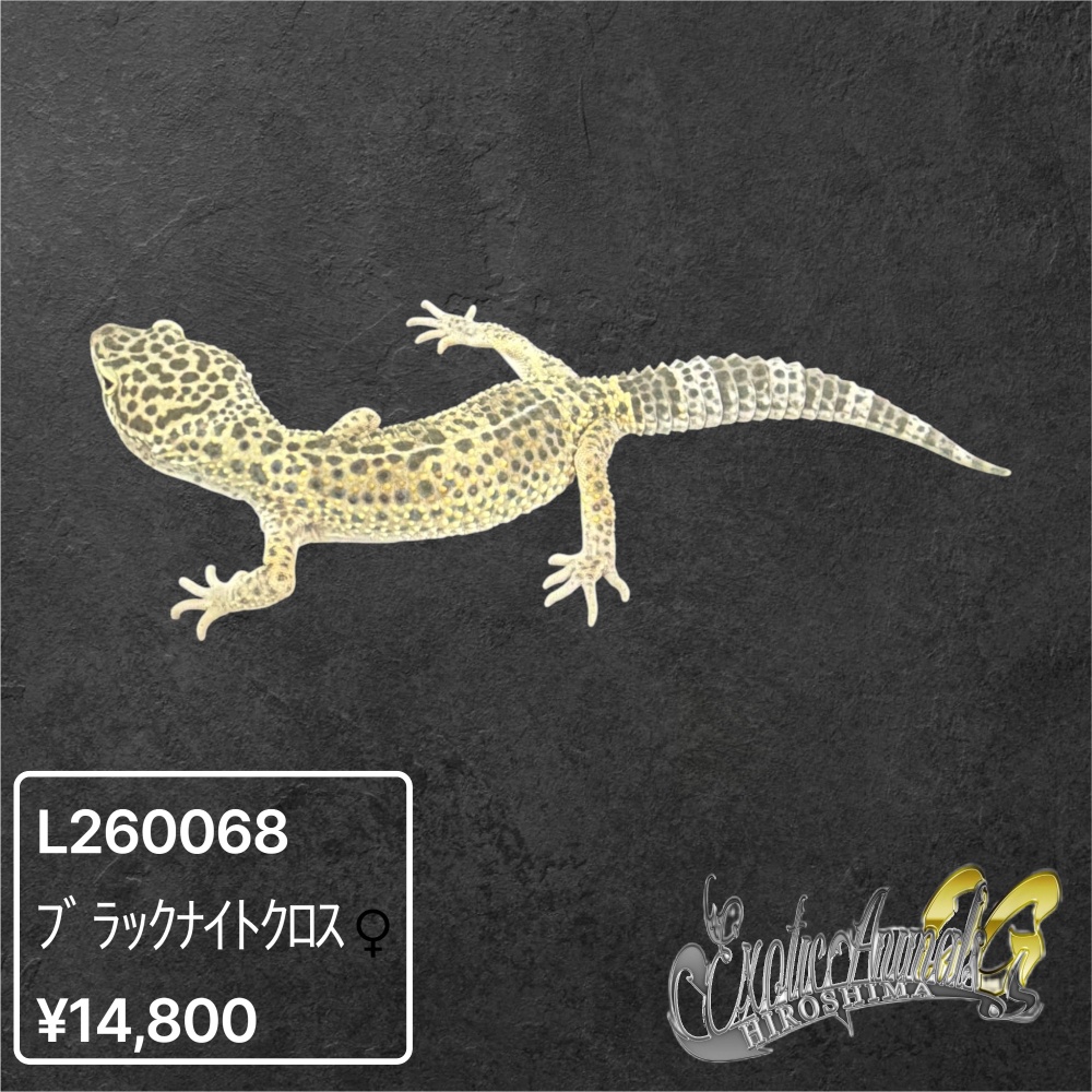 ヒョウモントカゲモドキ 【L260068】ブラックナイトクロス