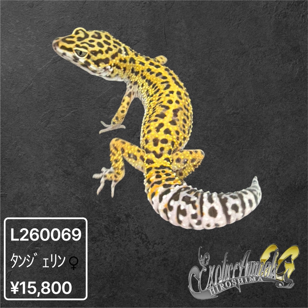ヒョウモントカゲモドキ 【L260069】タンジェリン