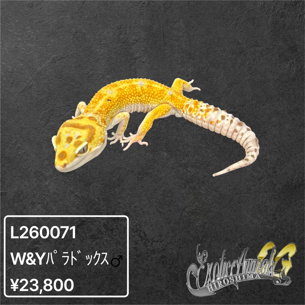 ヒョウモントカゲモドキ 【L260071】W＆Yパラドックス