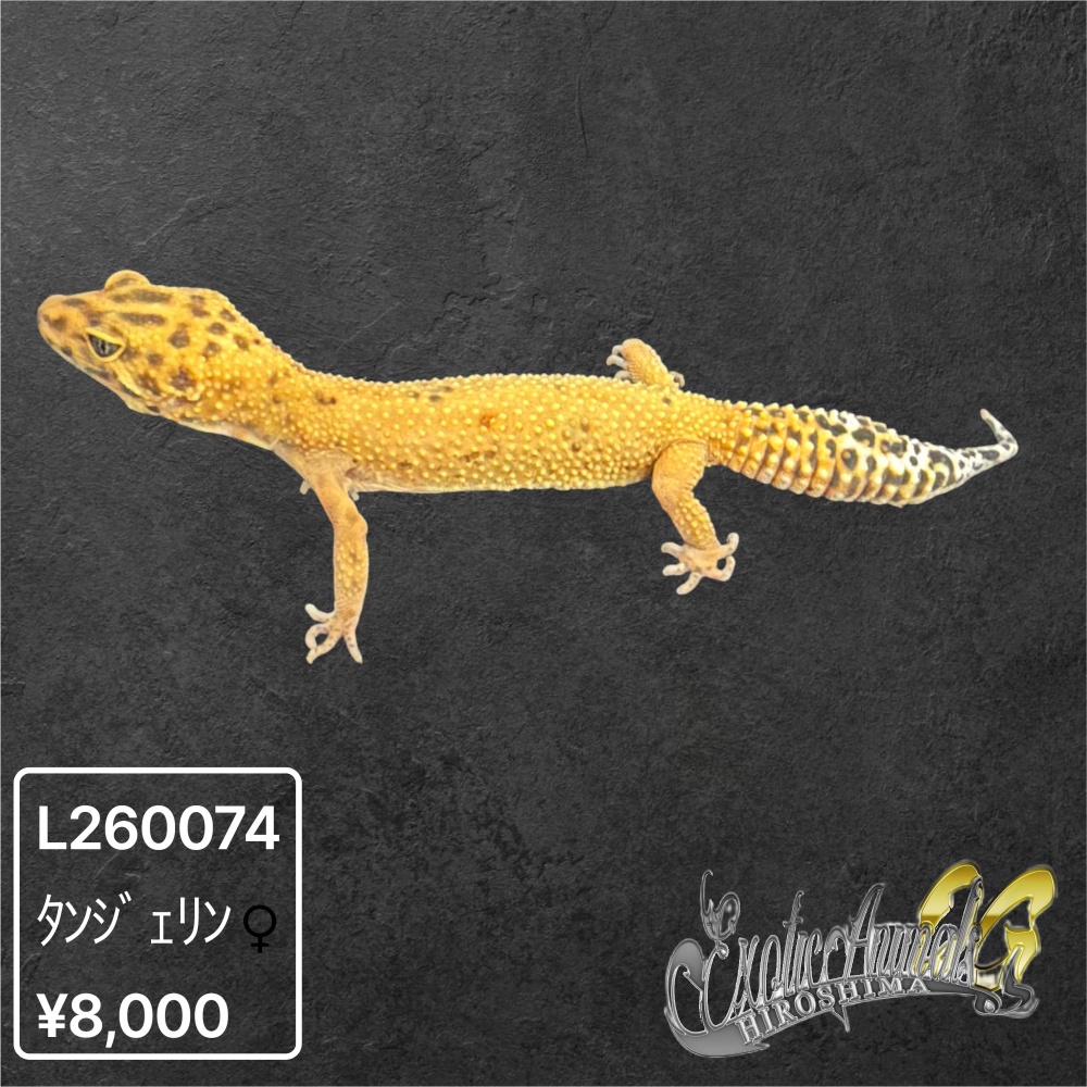 ヒョウモントカゲモドキ 【L260074】タンジェリン