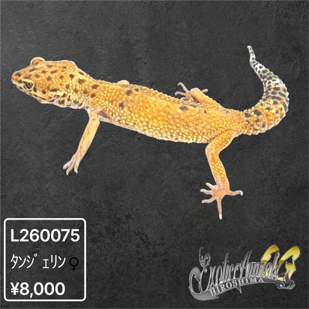 ヒョウモントカゲモドキ 【L260075】タンジェリン