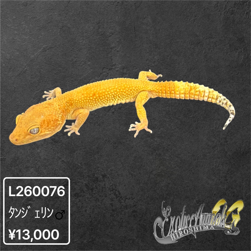 ヒョウモントカゲモドキ 【L260076】タンジェリン