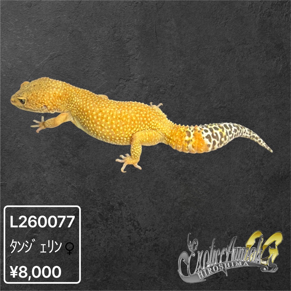 ヒョウモントカゲモドキ 【L260077】タンジェリン