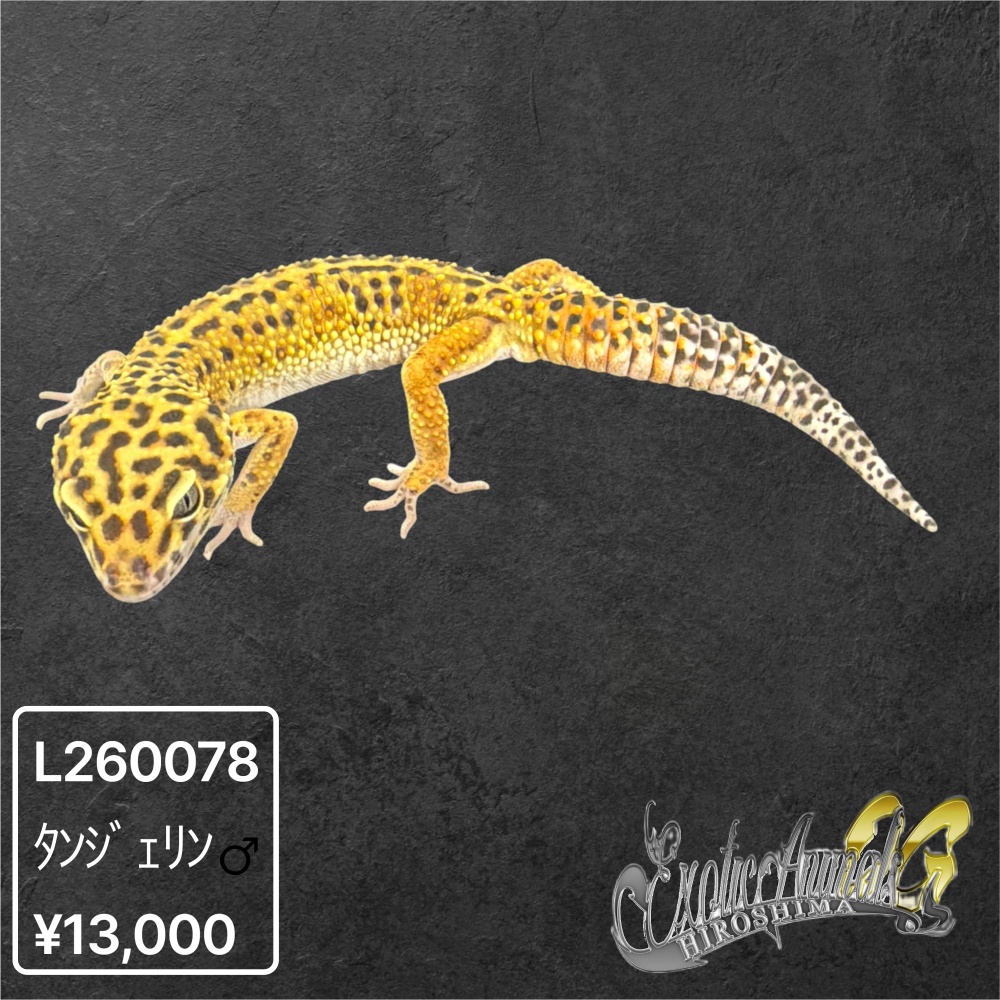 ヒョウモントカゲモドキ 【L260078】タンジェリン