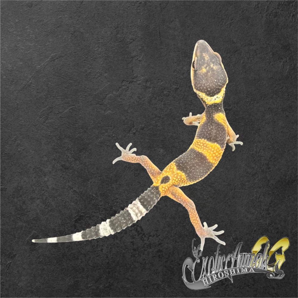 ヒョウモントカゲモドキ 【L261007】タンジェリン