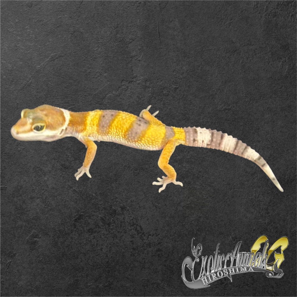 ヒョウモントカゲモドキ 【L261008】タンジェリン