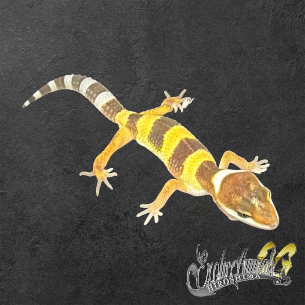ヒョウモントカゲモドキ 【L261012】タンジェリン
