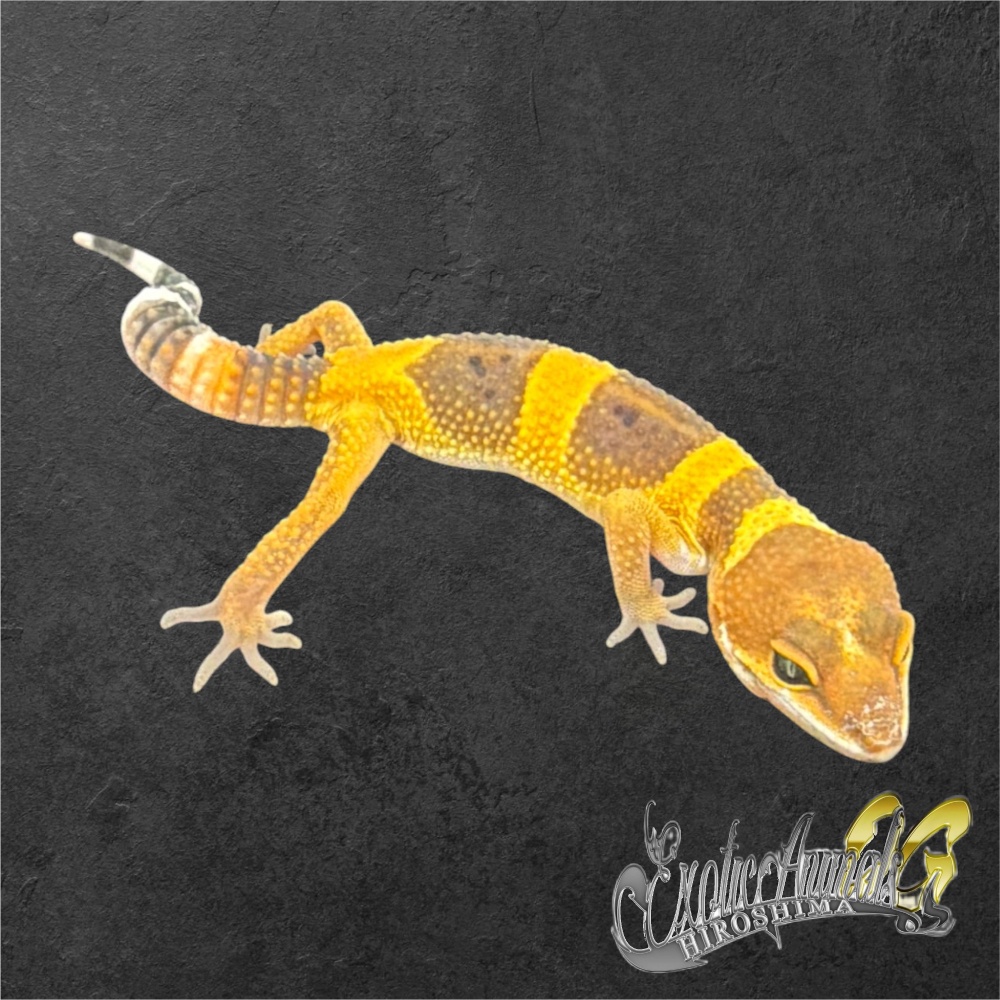 ヒョウモントカゲモドキ 【L261020】タンジェリン