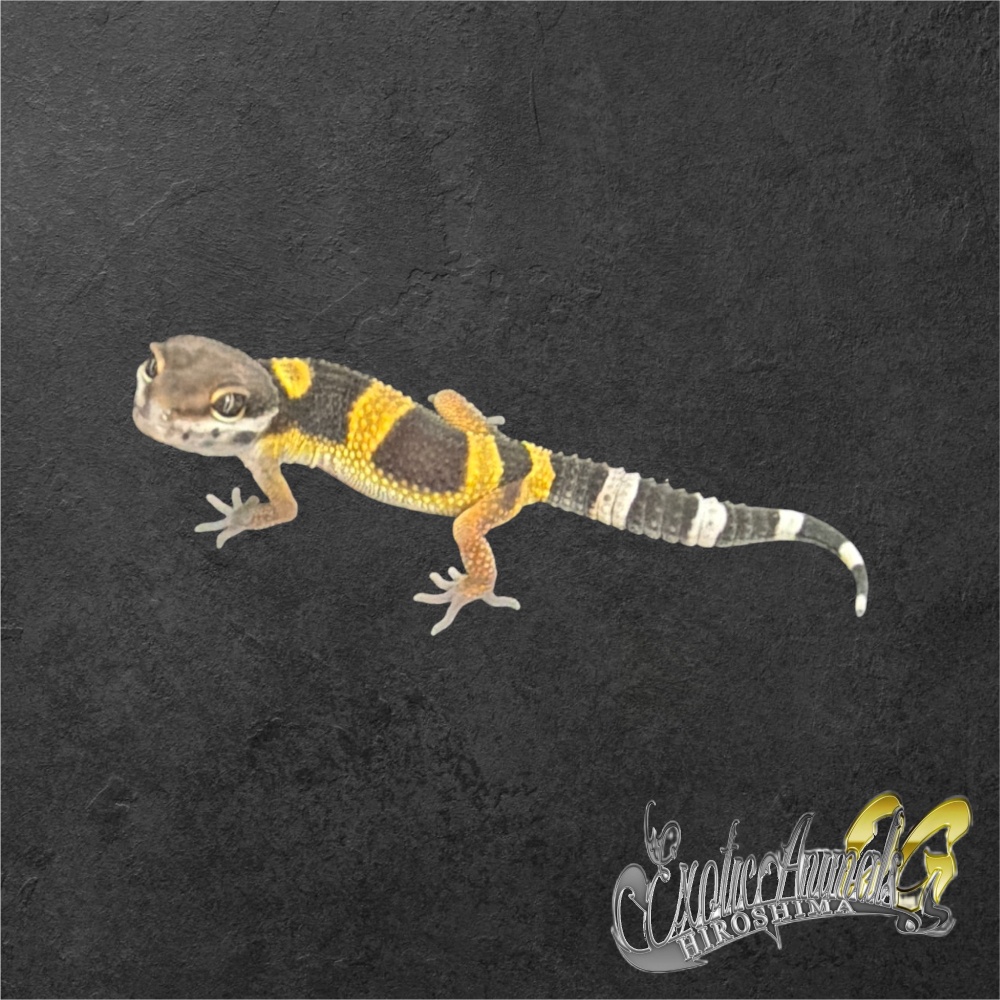 ヒョウモントカゲモドキ 【L261043】ブラックナイトクロス