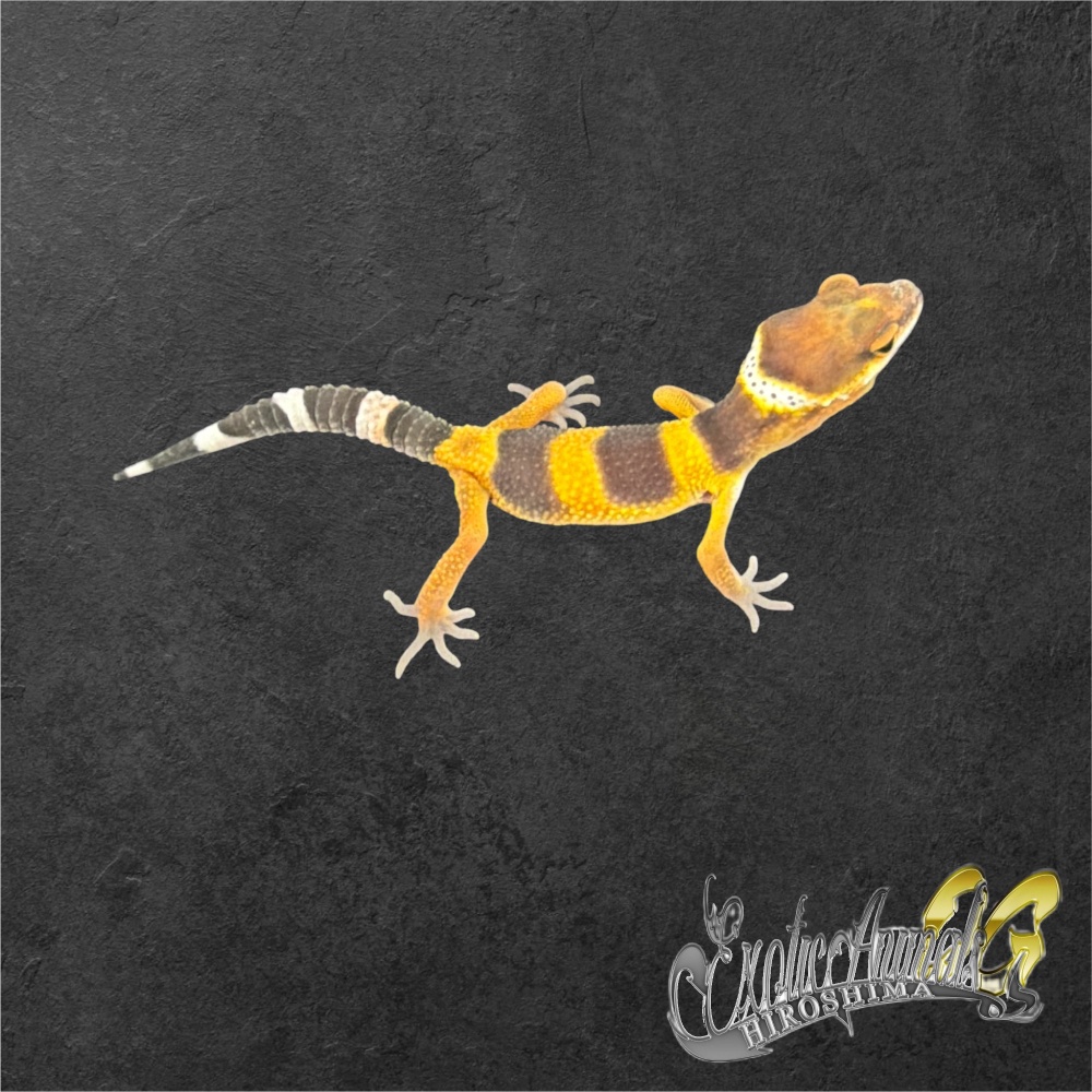 ヒョウモントカゲモドキ 【L261056】タンジェリン