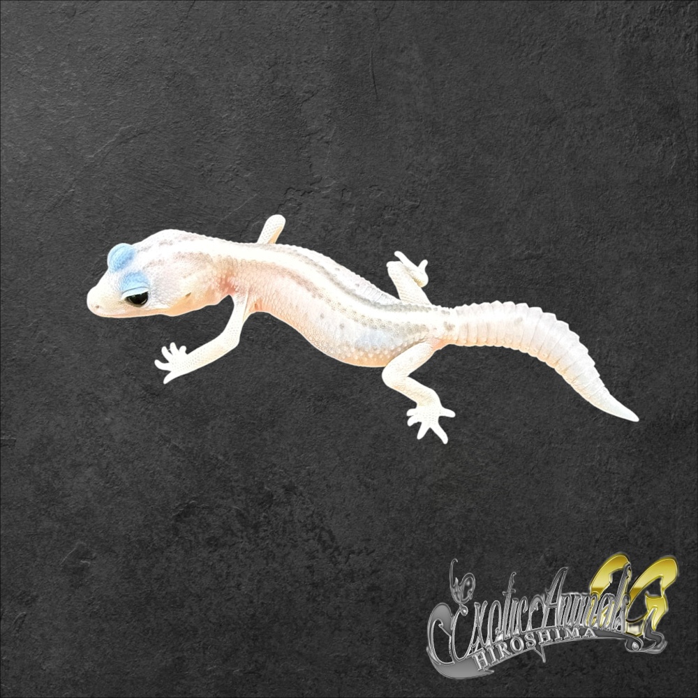 ニシアフリカトカゲモドキ WOパープルヘイズ
