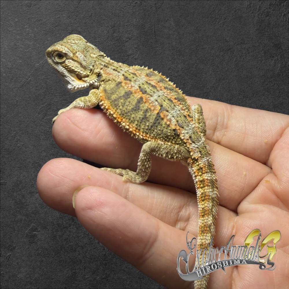 フトアゴヒゲトカゲ ハイポシトラスイエロー