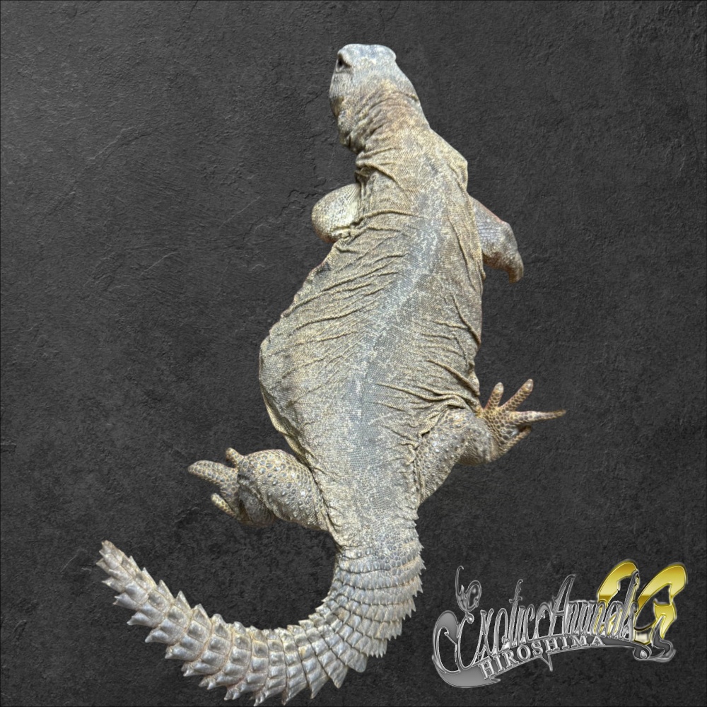 エジプトトゲオアガマ