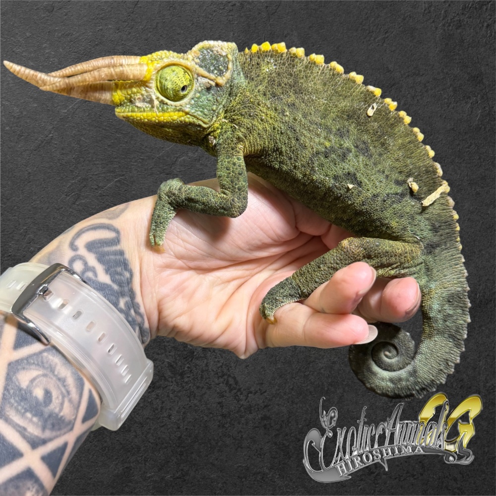 ジャクソンカメレオン キサントロプス