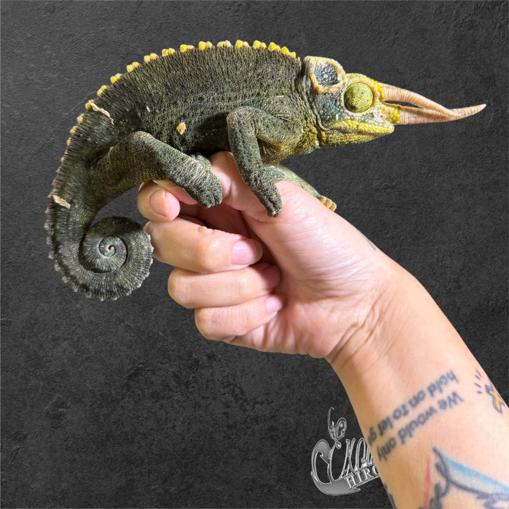 ジャクソンカメレオン キサントロプス