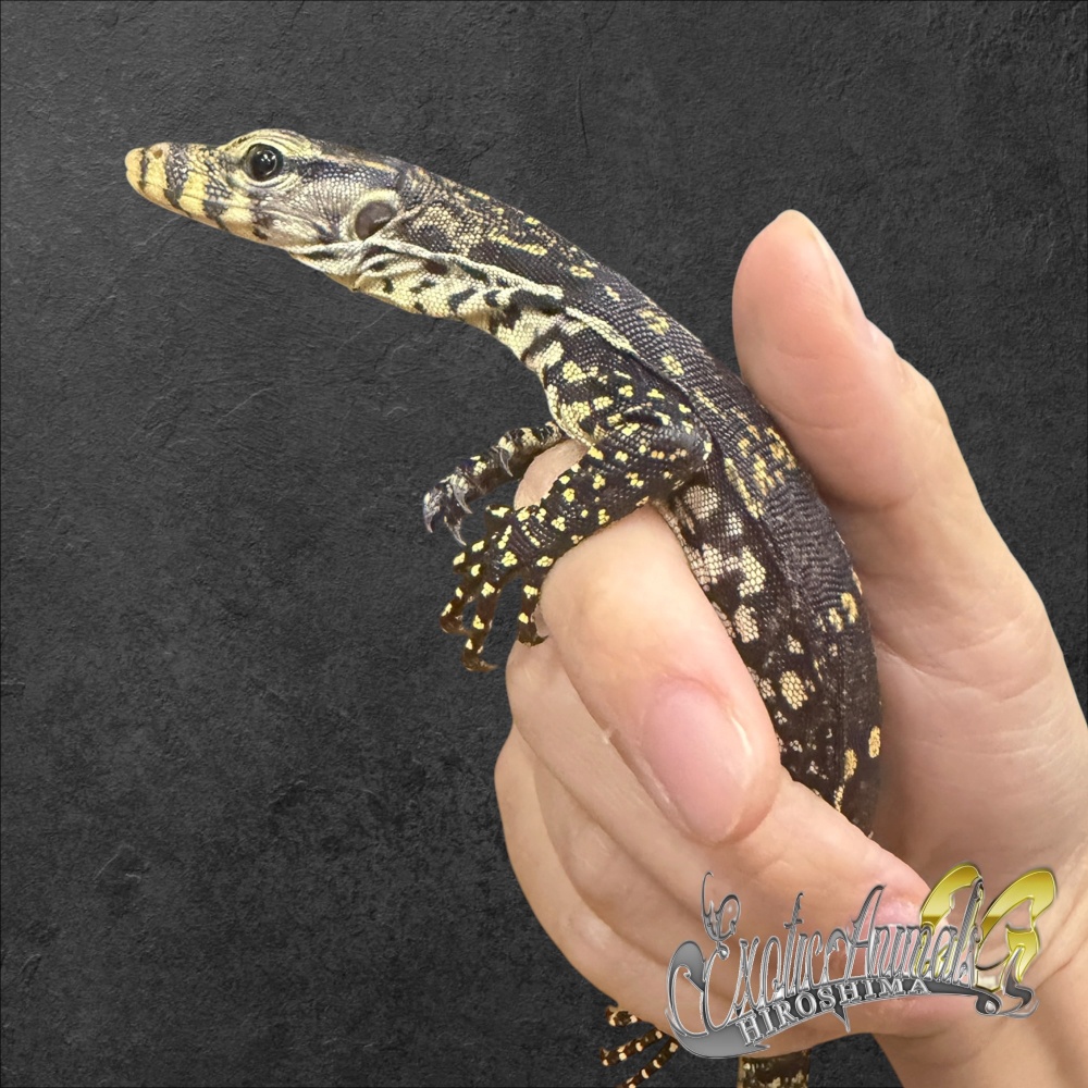サルバトールモニター ジャワ