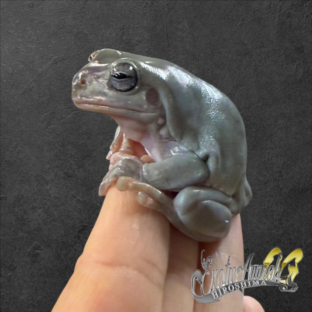 イエアメガエル