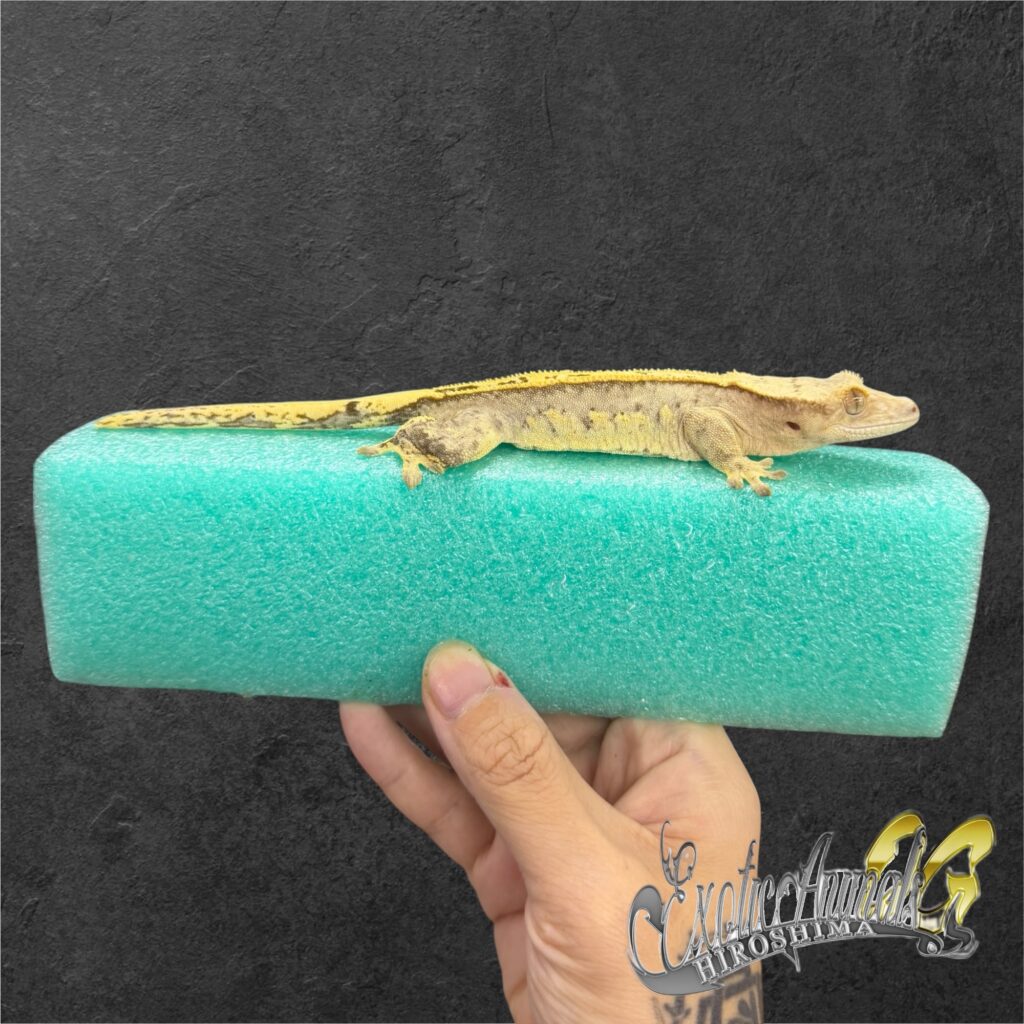 クレステッドゲッコー 【26166】hetアザン