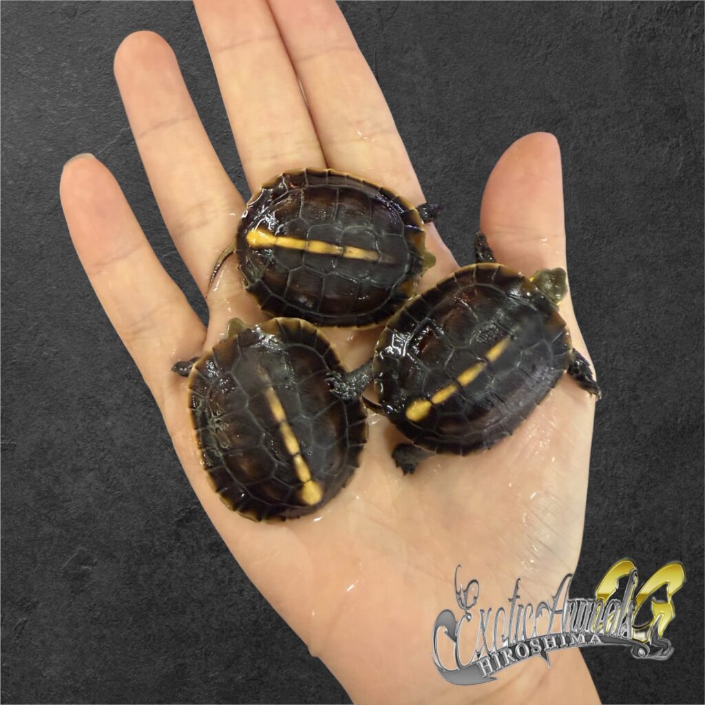 チュウゴクセマルハコガメ 