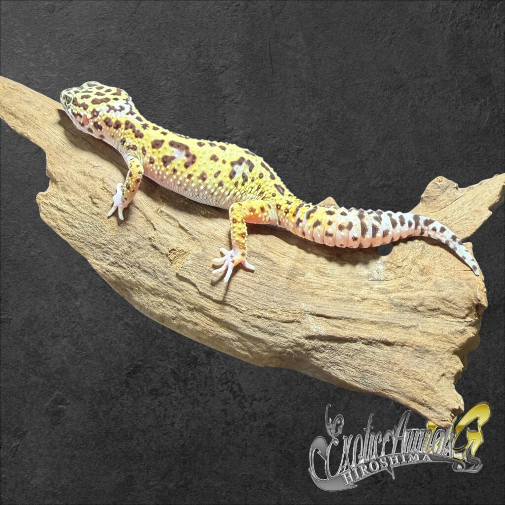 ヒョウモントカゲモドキ ハイイエロー