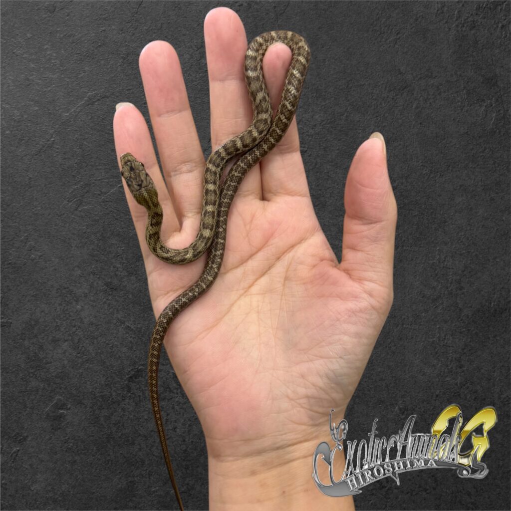 アオダイショウ エゾブルー