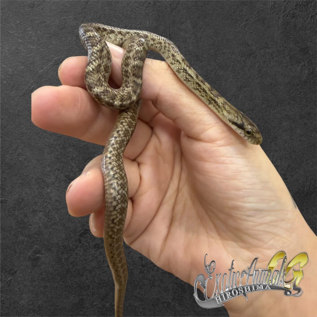 アオダイショウ エゾブルー