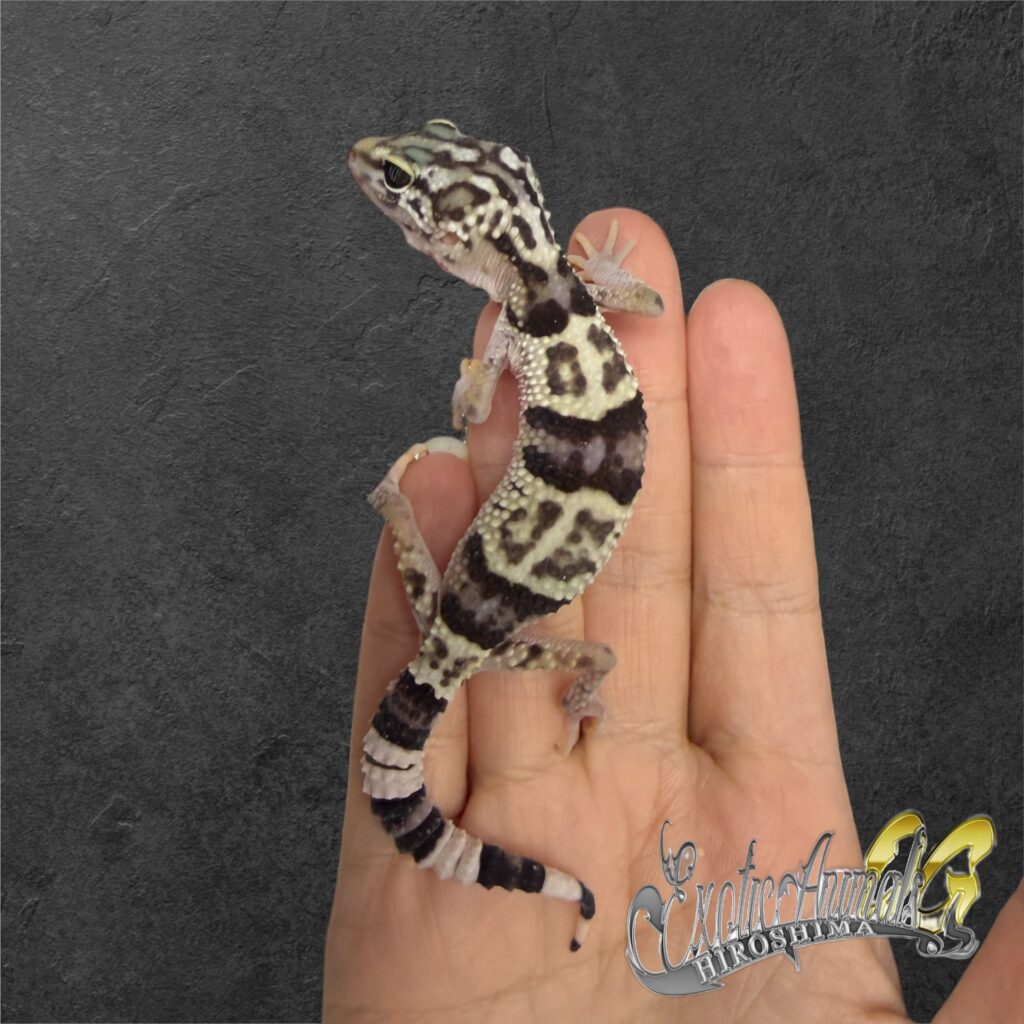 オバケトカゲモドキ ケルマンシャー①