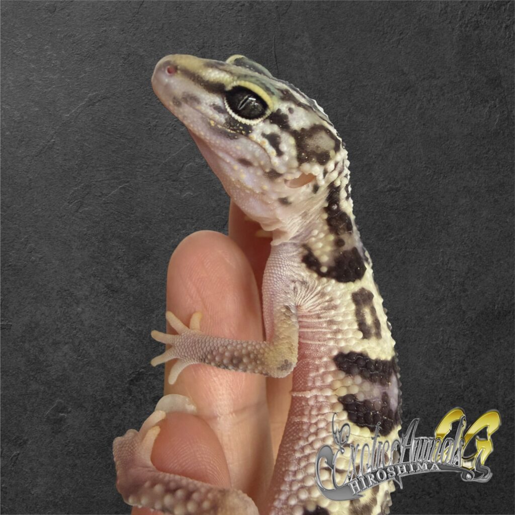 オバケトカゲモドキ ケルマンシャー①