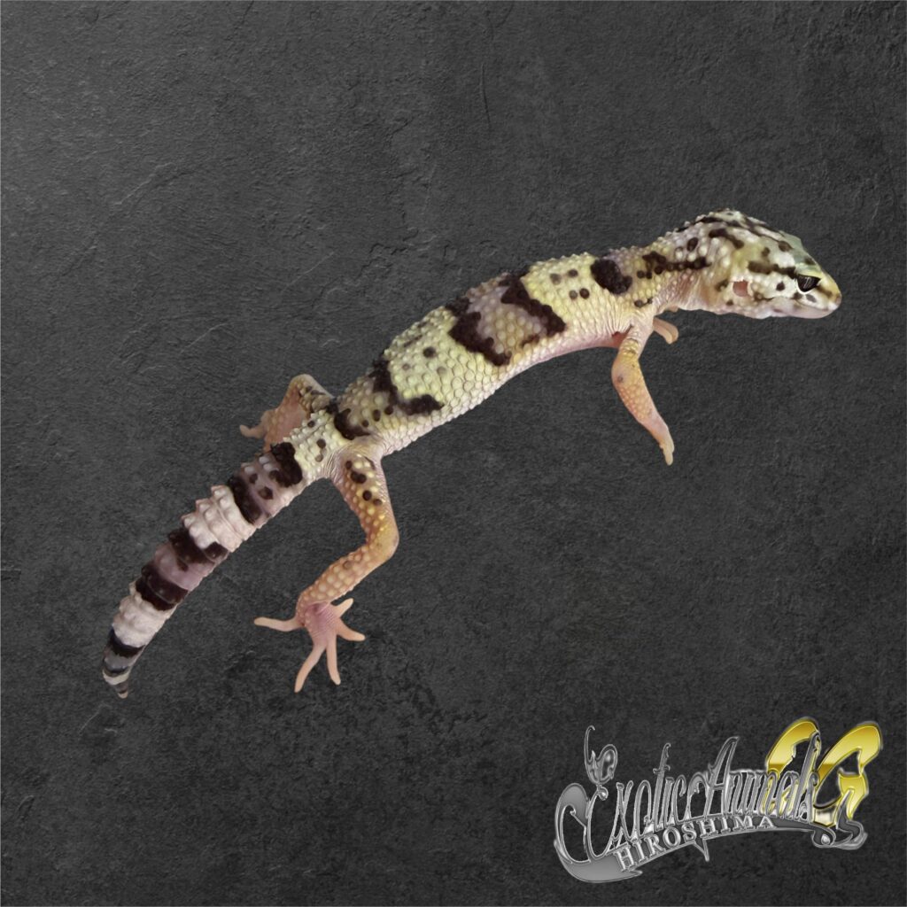 オバケトカゲモドキ ケルマンシャー②