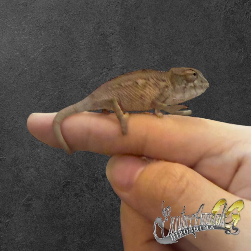 パンサーカメレオン タマタブ