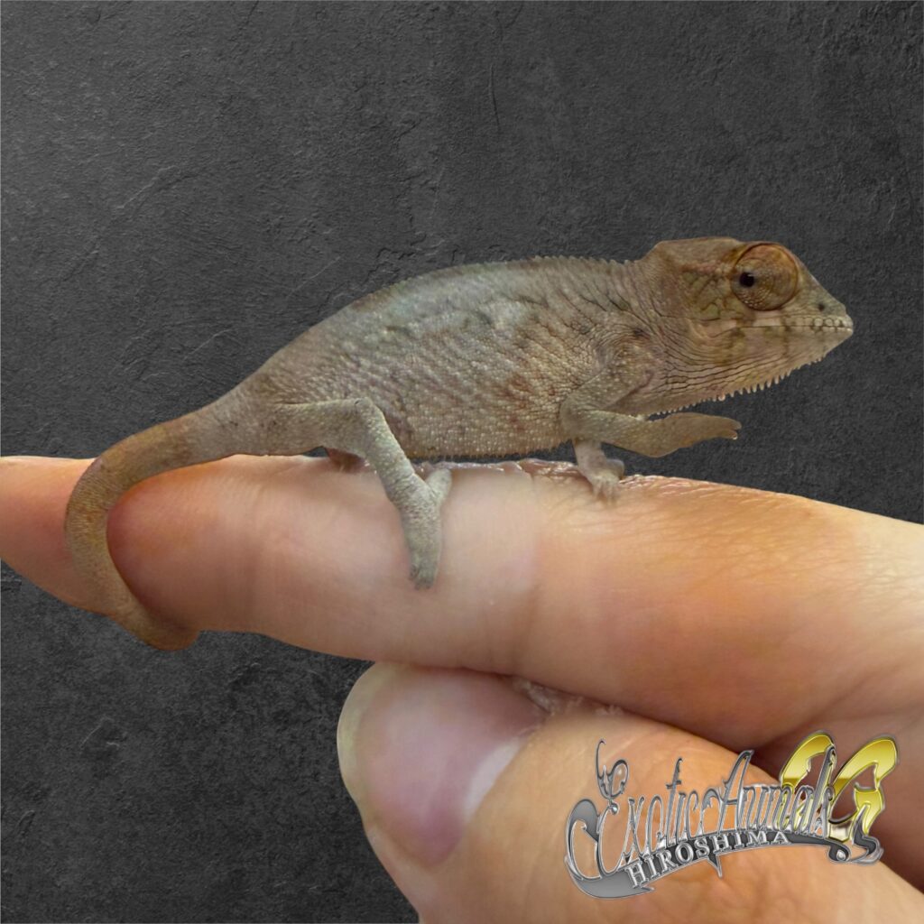 パンサーカメレオン タマタブ