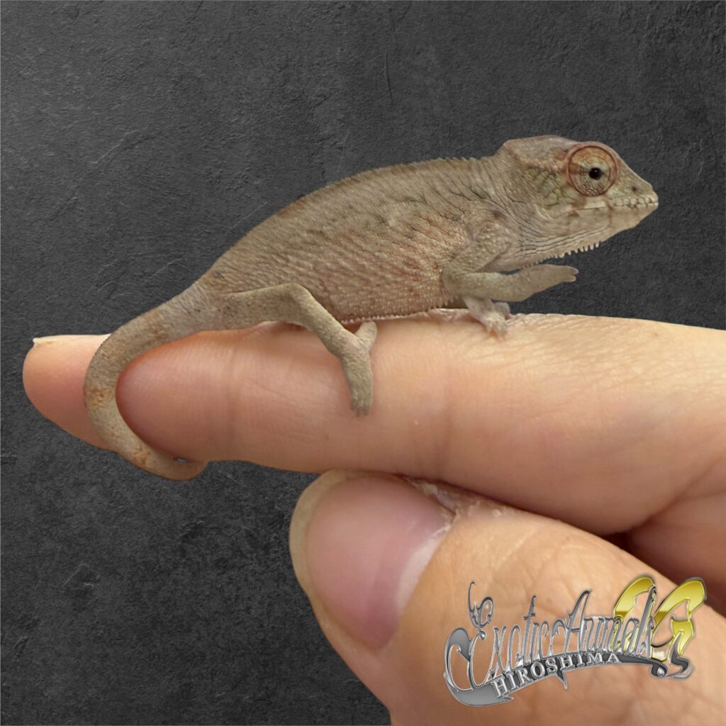 パンサーカメレオン タマタブ