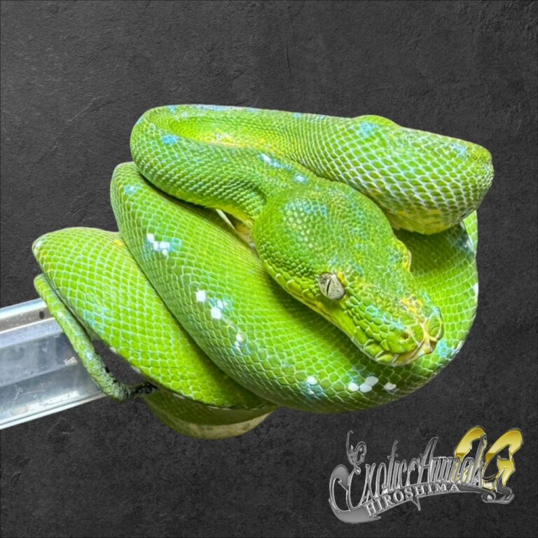 ヘビ