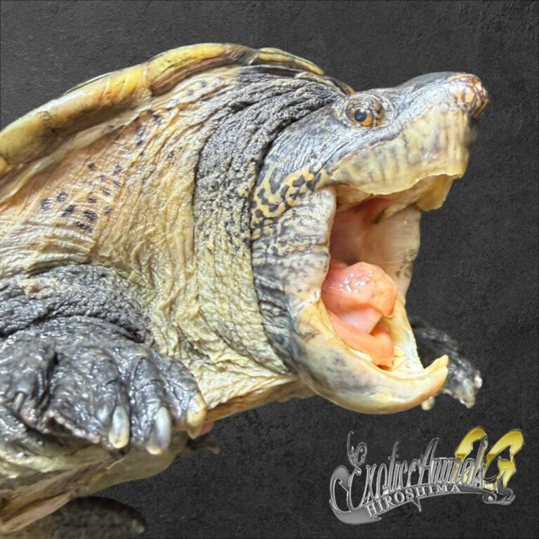 カメ