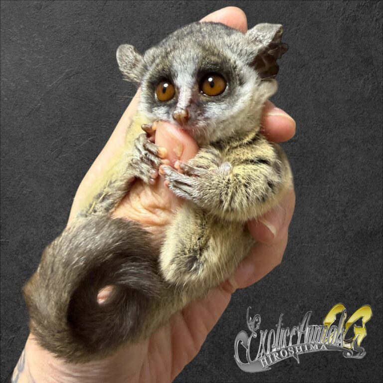 小動物・珍獣
