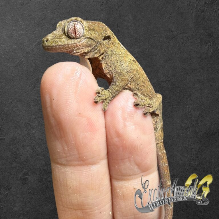 ヤモリ